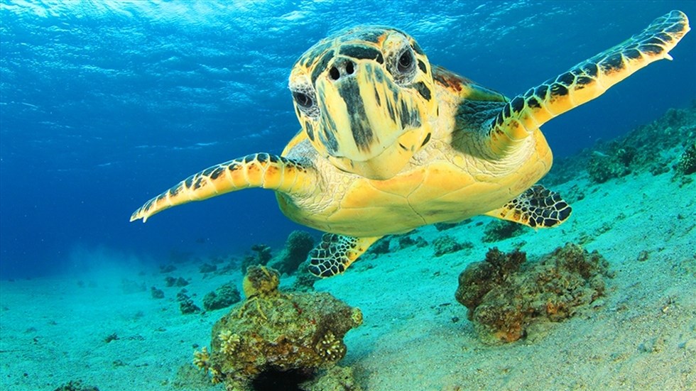 2015-08-06-919cffc6-4621-4662-9470-785a403f71ed