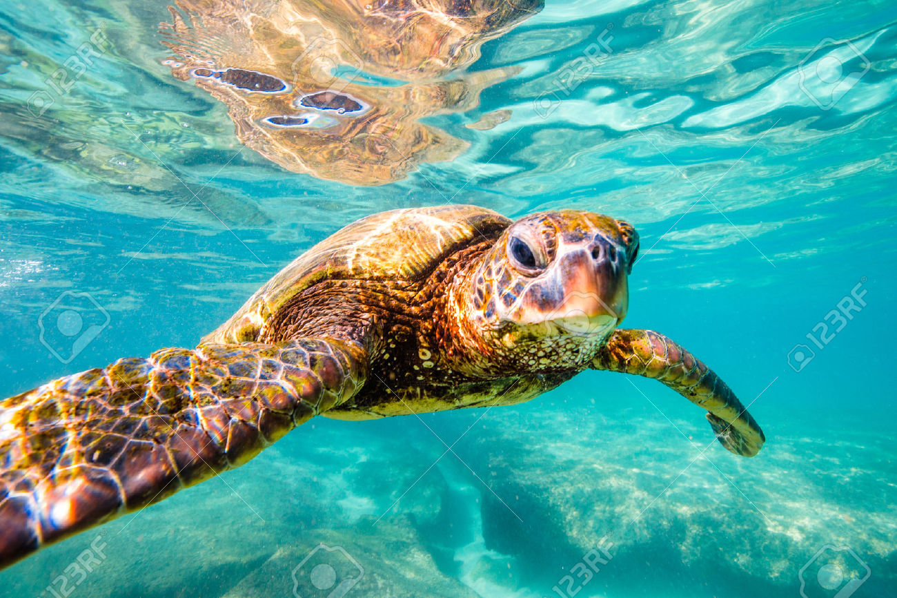 50189977-Hawaiian-Green-Sea-Turtle-cruises-in-the-warm-waters-of-the-Pacific-Ocean-in-Hawaii-Stock-Photo